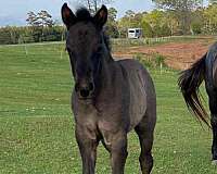 blue-roan-gelding-for-sale