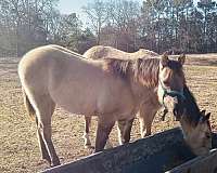 aqha-gelding