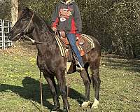 blue-roan-quarter-horse-gelding