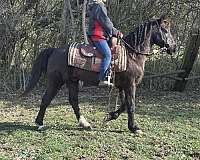 blue-roan-aqha-gelding