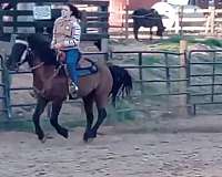 blue-roan-gelding-for-sale