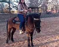 aqha-gelding