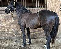 blue-roan-quarter-horse-for-sale