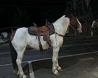 draft-horse-for-sale