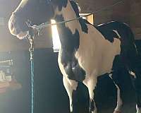 tobiano-paint-horse