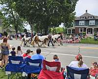 can-travel-gypsy-vanner-horse