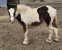 hustler-gypsy-vanner-horse