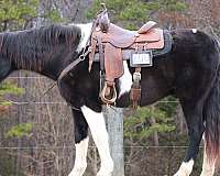 all-around-spotted-saddle-horse