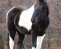 experienced-spotted-saddle-horse