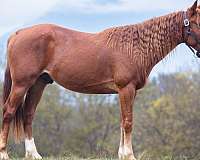 star-hind-sock-horse