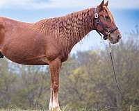 star-hind-sock-horse