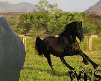 black-none-horse