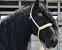 black-friesian-stallion