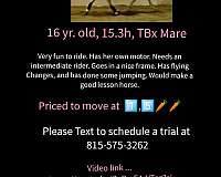 thoroughbred-horse-for-sale