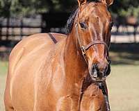 ridden-english-quarter-horse