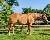 aqha-gelding-quarter-horse