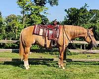 auction-quarter-horse