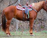 wor-missouri-fox-trotter-horse