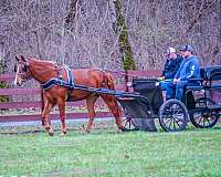 belgian-missouri-fox-trotter-horse