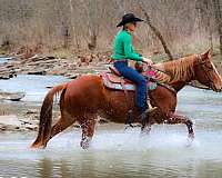 broke-to-ride-drive-missouri-fox-trotter-horse