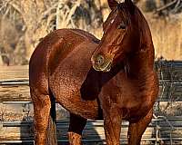 quarter-horse-mare