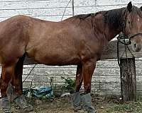 quarter-horse