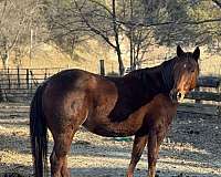 quarter-horse-for-sale