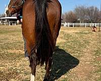 bay-quarter-horse