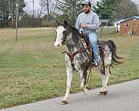 blue-roan-paint-horse