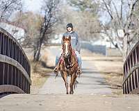 children-quarab-horse