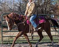 cowboy-dressage-quarab-horse