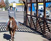 cross-country-quarab-horse