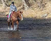 dressage-training-quarab-horse