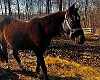 6yearsold-mustang-horse