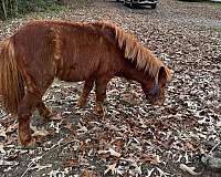 shetland-pony