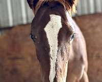 chestnut-blaze-socks-horse