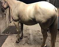 breeding-champion-palomino-horse