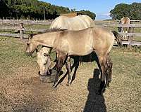 broodmare-in-foal-mare