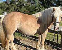 companion-youth-haflinger-horse