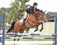 athletic-selle-francais-warmblood-horse