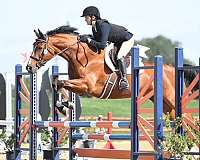 show-selle-francais-warmblood-horse