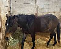 star-white-sock-horse