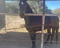 bay-star-white-sock-horse