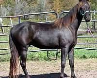 smokey-black-small-star-pasterns-horse