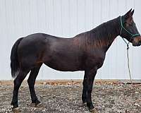 athletic-morgan-horse