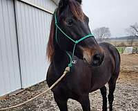 dressage-morgan-horse