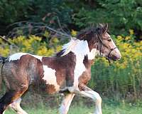 tobiano-horse