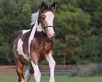 buckskin-tobiano-horse