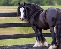 black-solid-horse