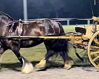 gypsy-vanner-horse